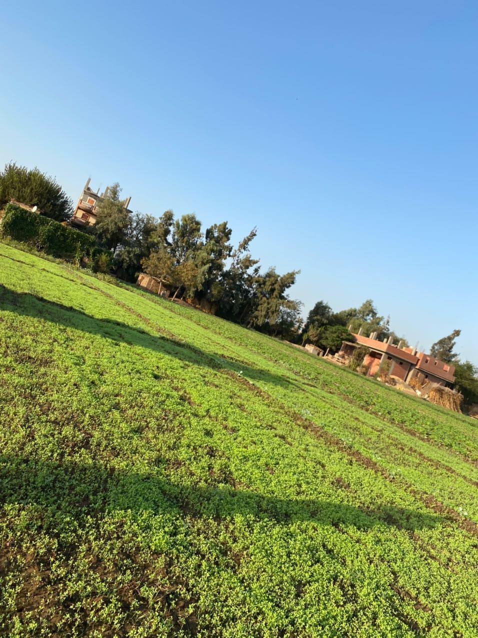 Our farm fields, photo 9