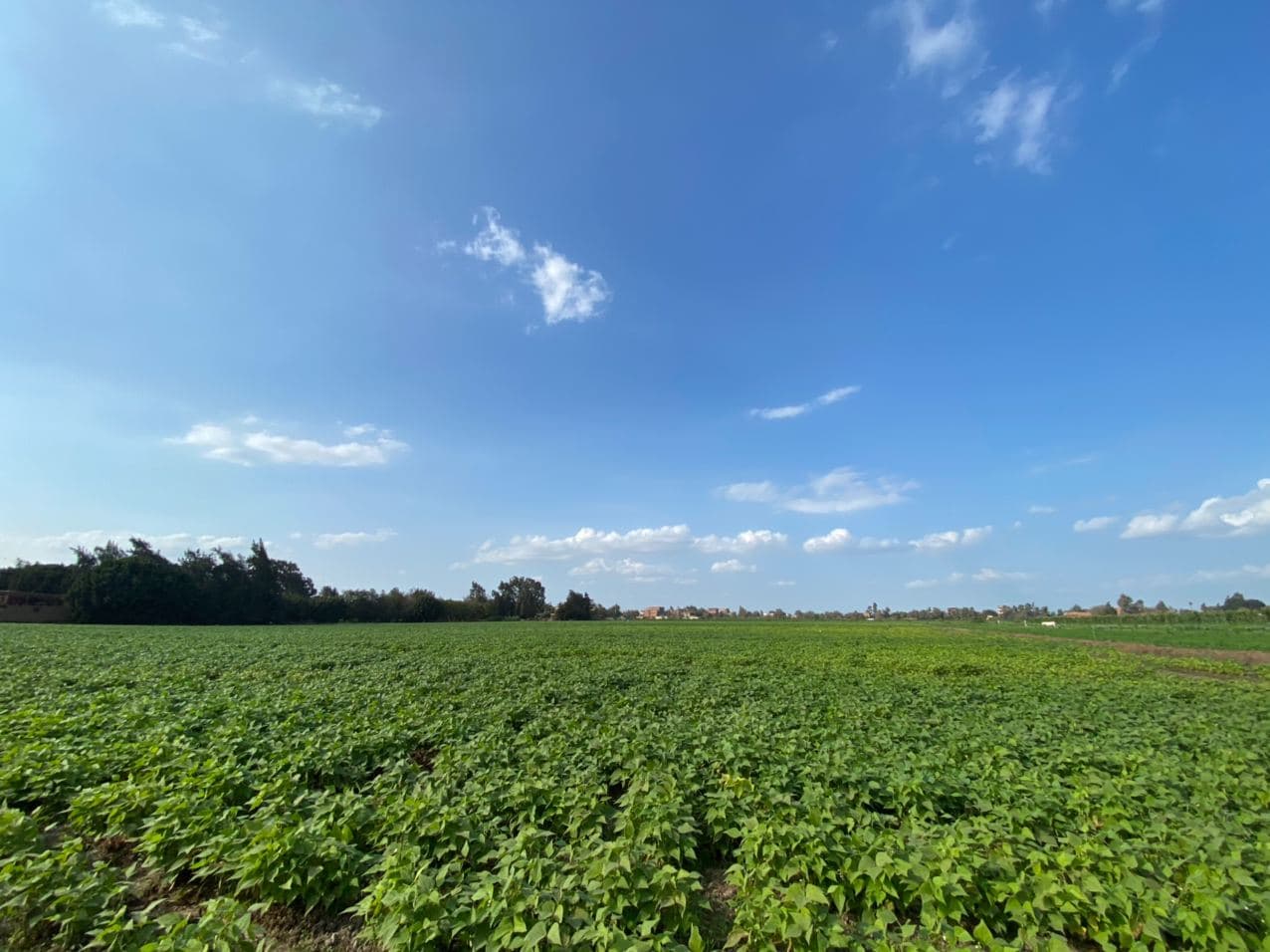 Our farm fields, photo 4
