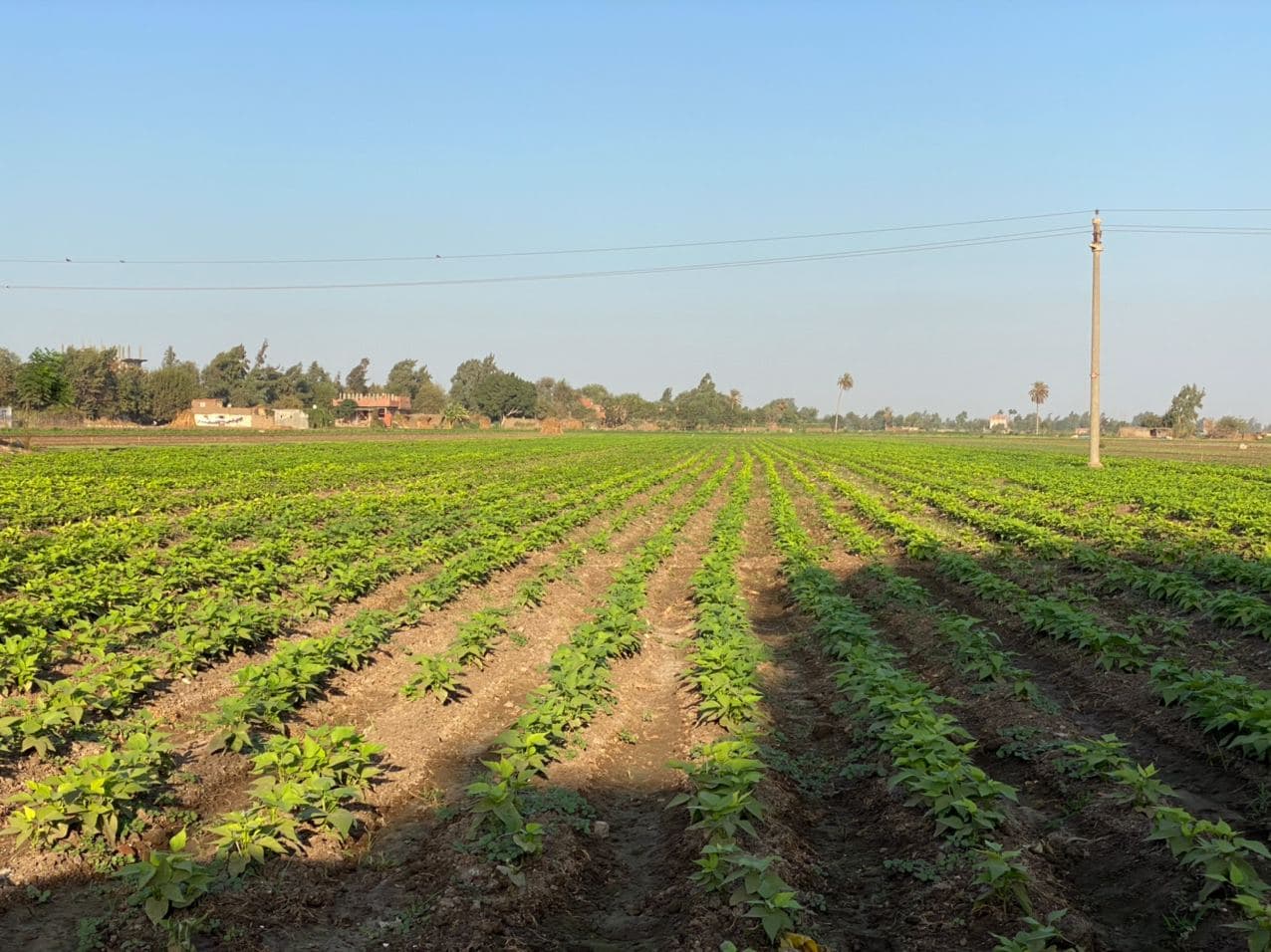 Our farm fields, photo 6