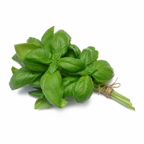 Basil