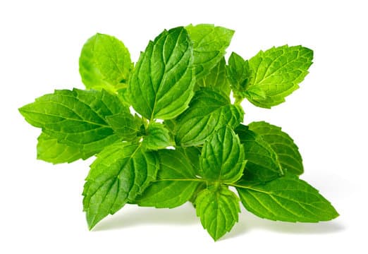 Peppermint