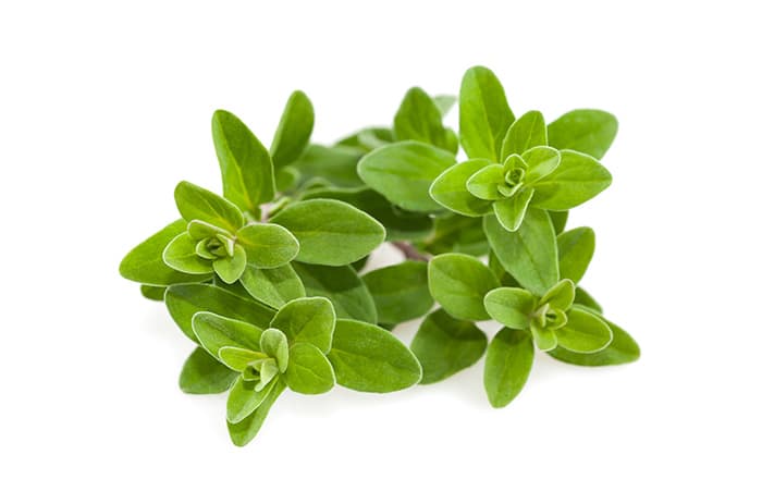 Marjoram